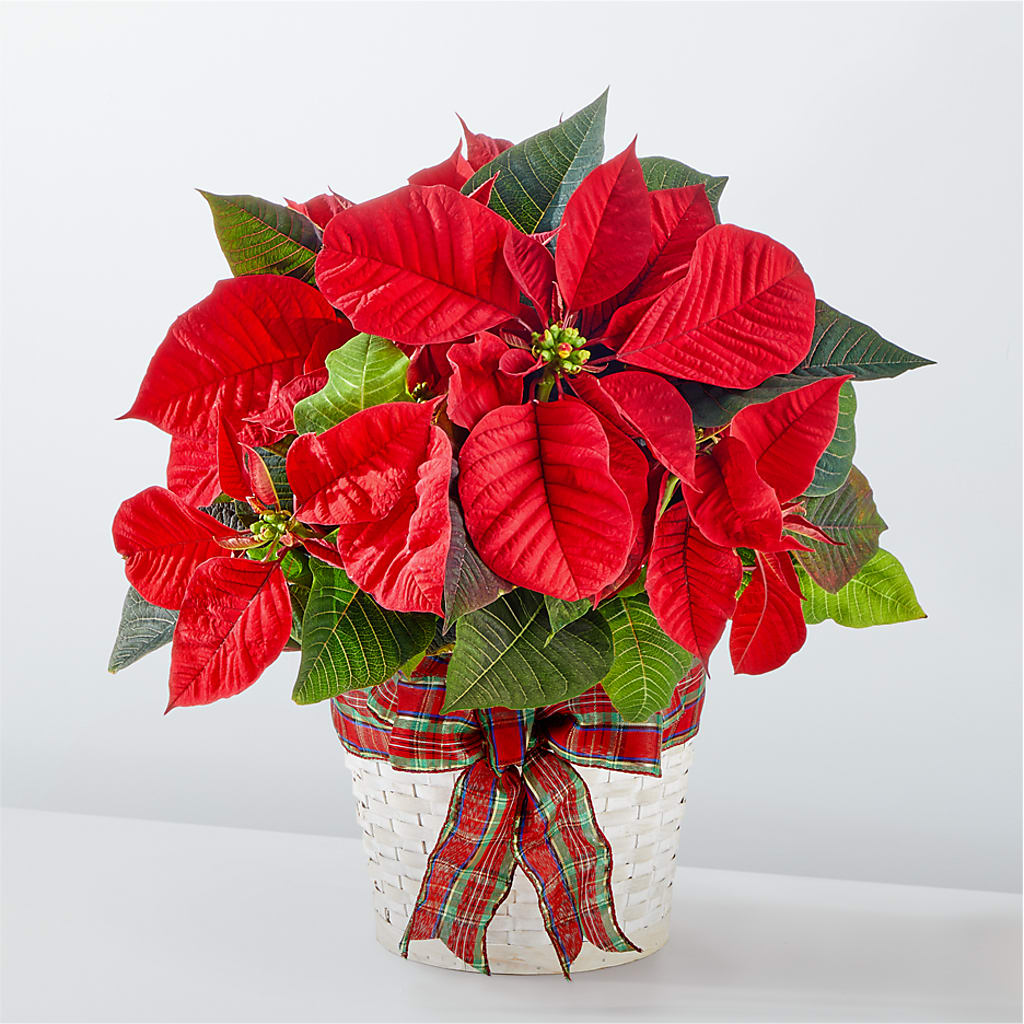 Happiest Holidays Poinsettia – Kennedale Florist, Saginaw TX