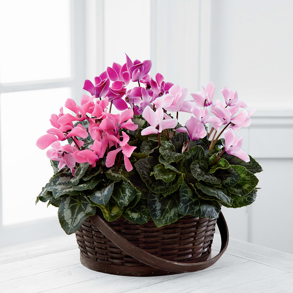 Mixed Cyclamen Planter – Kennedale Florist, Saginaw TX