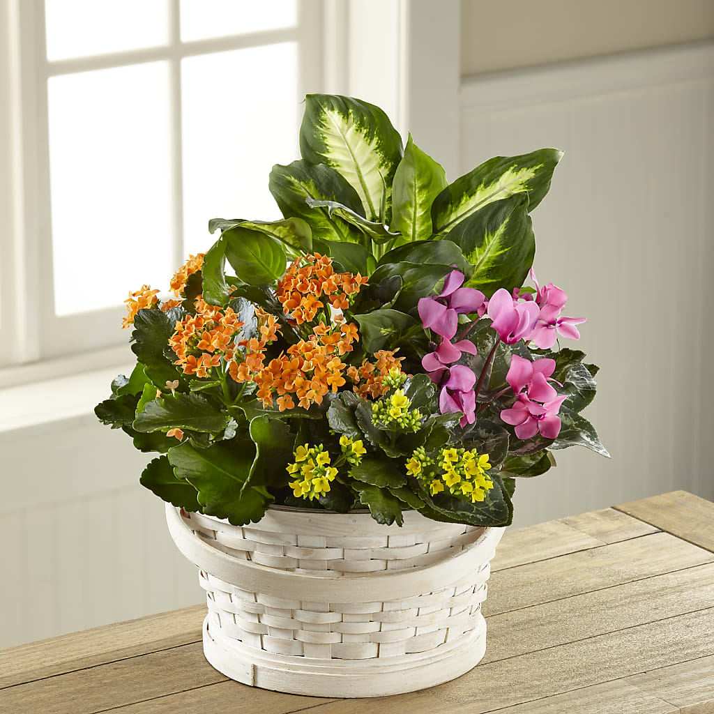 Color Crush Dishgarden – Kennedale Florist, Saginaw TX