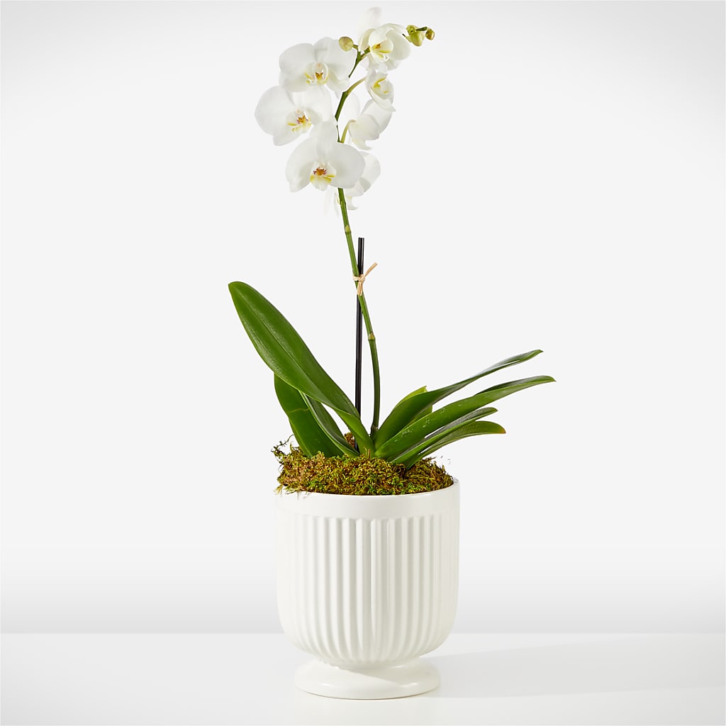 Whispering White Orchid – Kennedale Florist, Saginaw TX