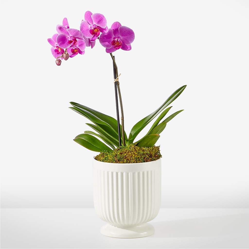 Friendly Fuchsia Orchid – Kennedale Florist, Saginaw TX