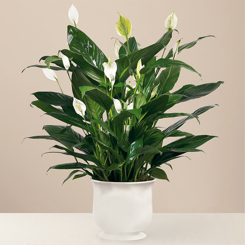 Comfort Planter – Kennedale Florist, Saginaw TX