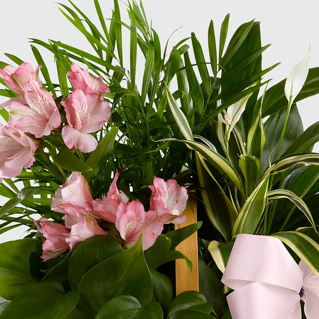 Living Spirit Dishgarden – Kennedale Florist, Saginaw TX