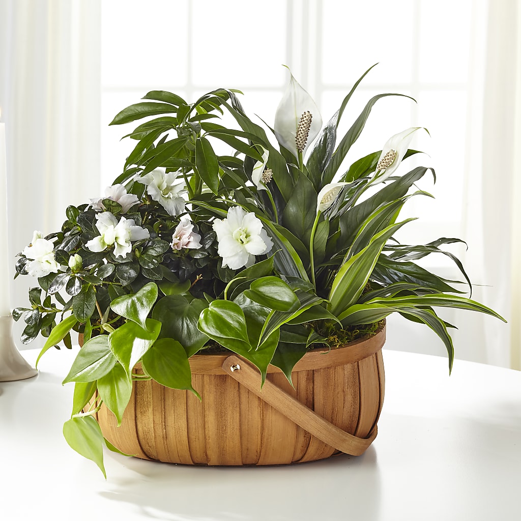 Serene Dishgarden – Kennedale Florist, Saginaw TX