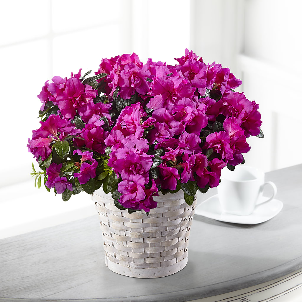 Hope & Serenity Azalea Plant – Kennedale Florist, Saginaw TX