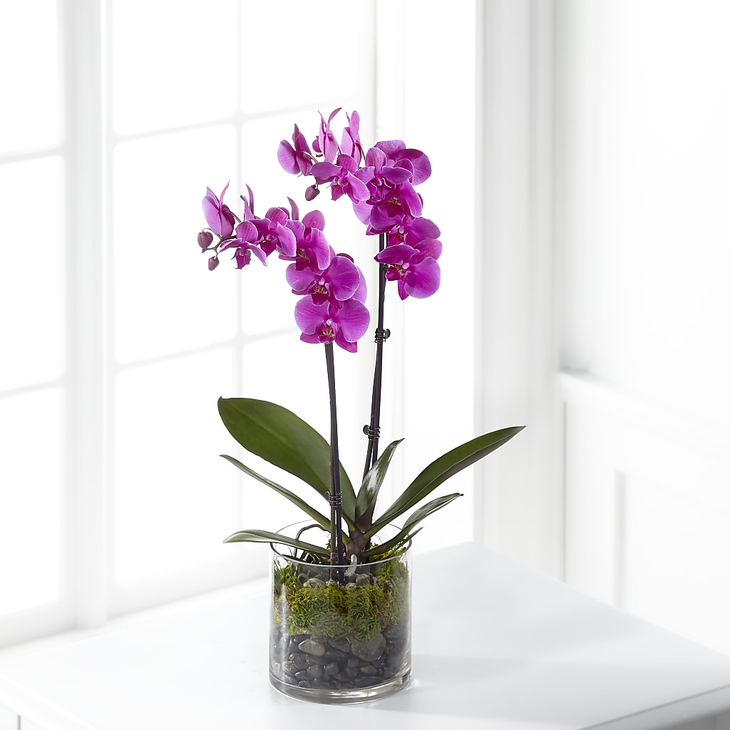Pink Orchid Plant – Kennedale Florist, Saginaw TX