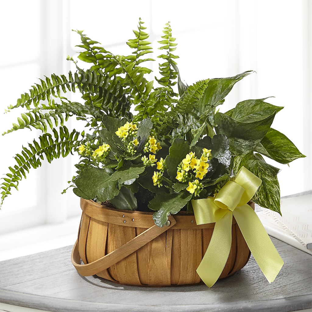 Always Dear Dishgarden – Kennedale Florist, Saginaw TX