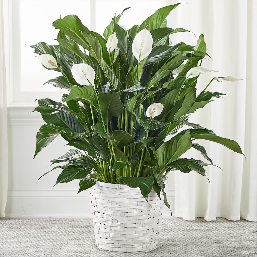 A New Leaf Peace Lily – Kennedale Florist, Saginaw TX