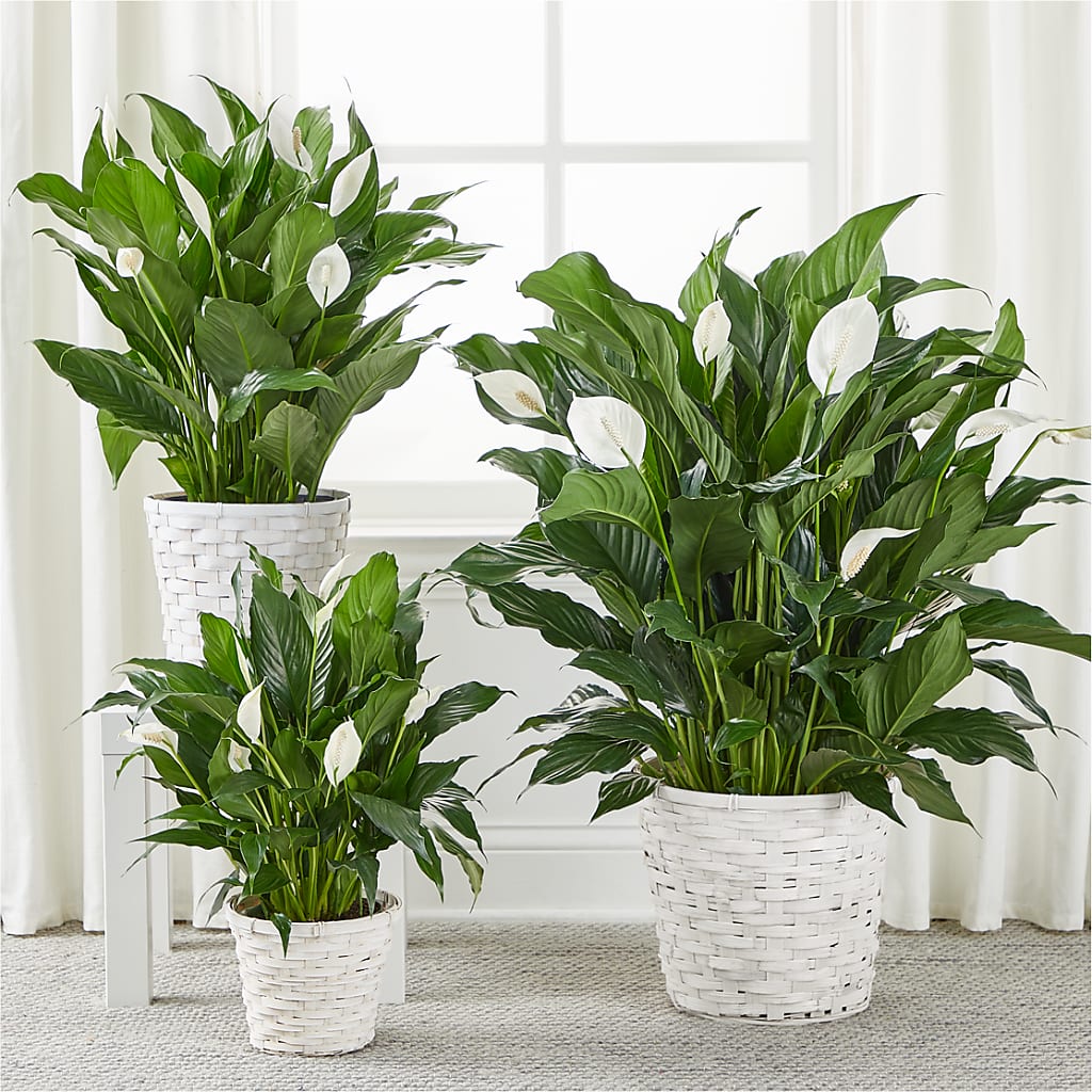 A New Leaf Peace Lily – Kennedale Florist, Saginaw TX