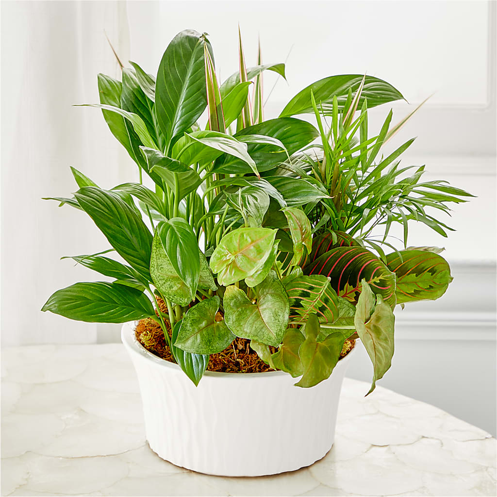 Balance & Harmony Dishgarden – Kennedale Florist, Saginaw TX