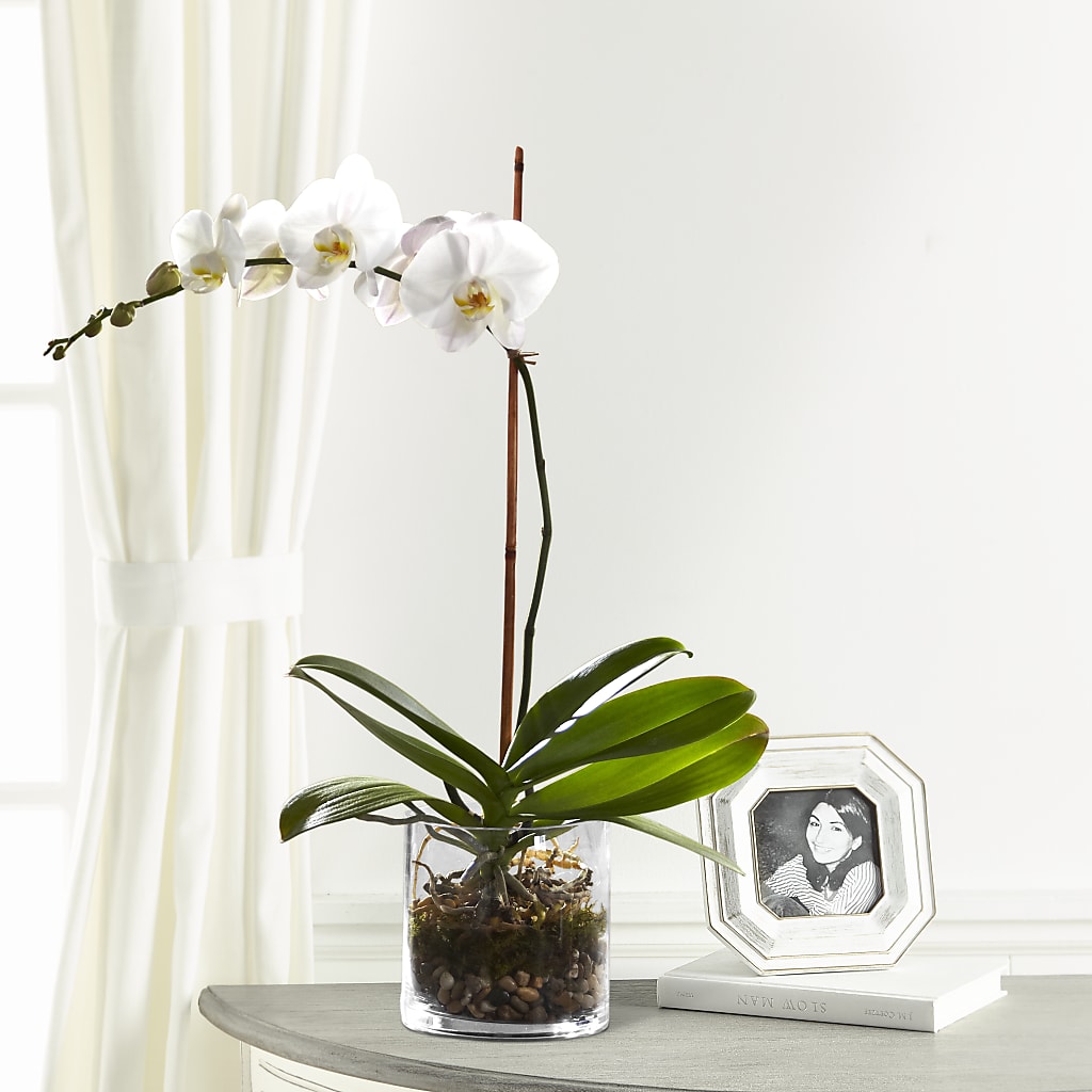 White Orchid Planter – Kennedale Florist, Saginaw TX