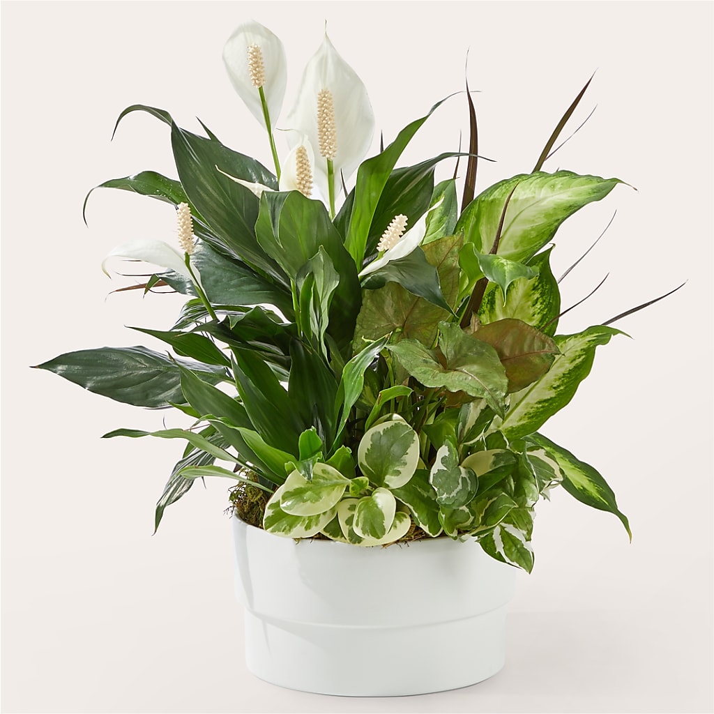 Radiating Positivity Dishgarden – Kennedale Florist, Saginaw TX