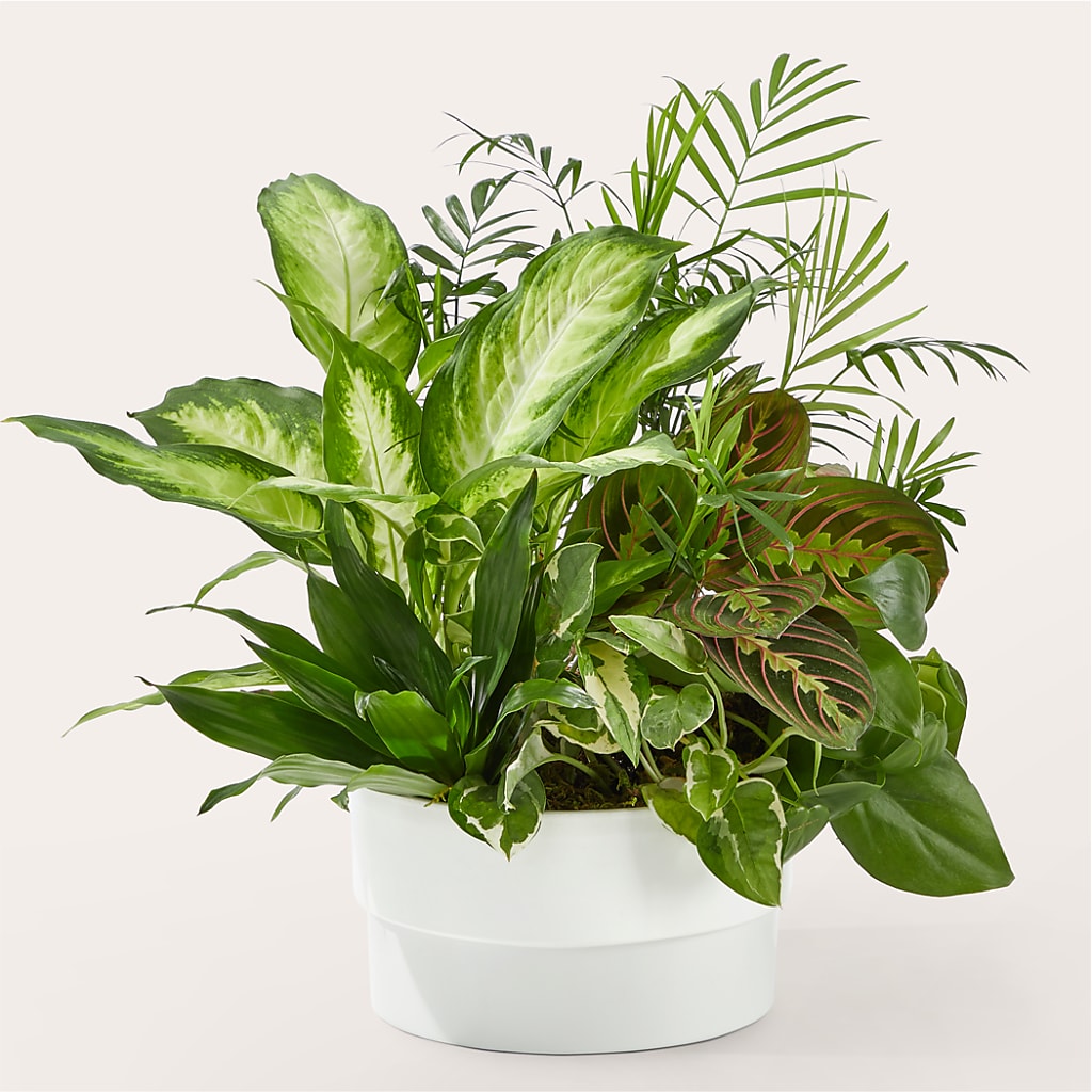 Radiating Positivity Dishgarden – Kennedale Florist, Saginaw TX