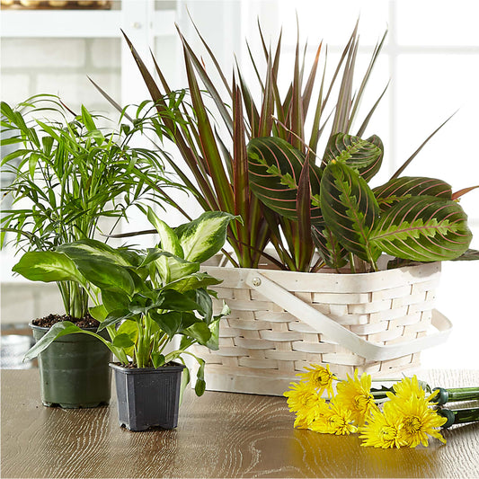 Florist Designed Blooming and Green Plants in a Basket –  Kennedale Florist, Saginaw TX