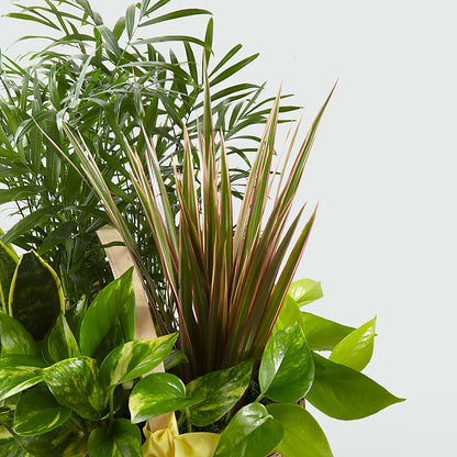 French Garden –  Kennedale Florist, Saginaw TX