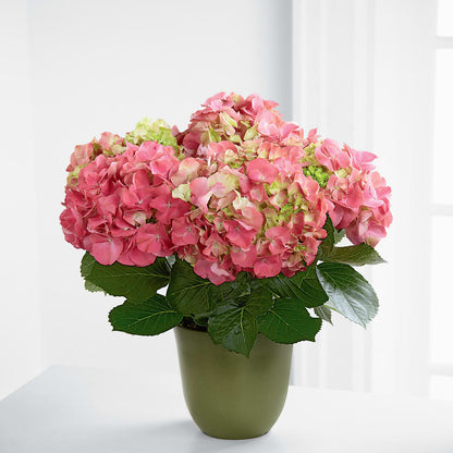 Pink Hydrangea Planter –  Kennedale Florist, Saginaw TX