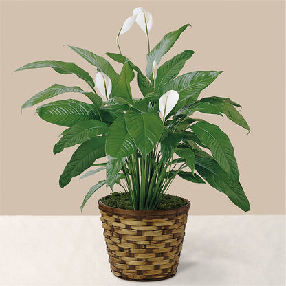 Tranquil Moments Peace Lily Plant –  Kennedale Florist, Saginaw TX