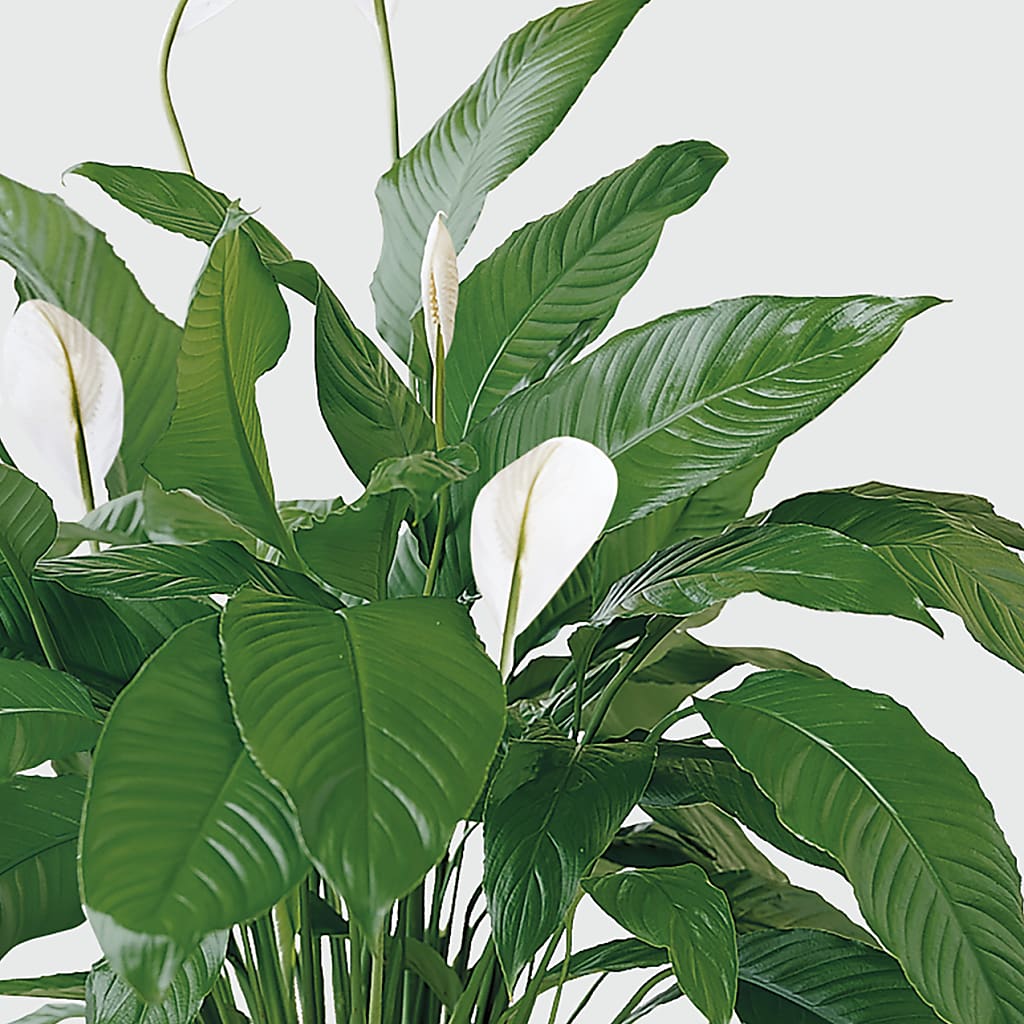 Tranquil Moments Peace Lily Plant –  Kennedale Florist, Saginaw TX