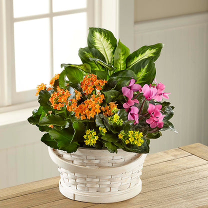 Color Crush Dishgarden –  Kennedale Florist, Saginaw TX
