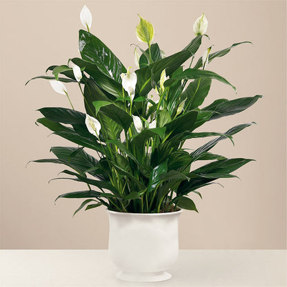 Comfort Planter –  Kennedale Florist, Saginaw TX