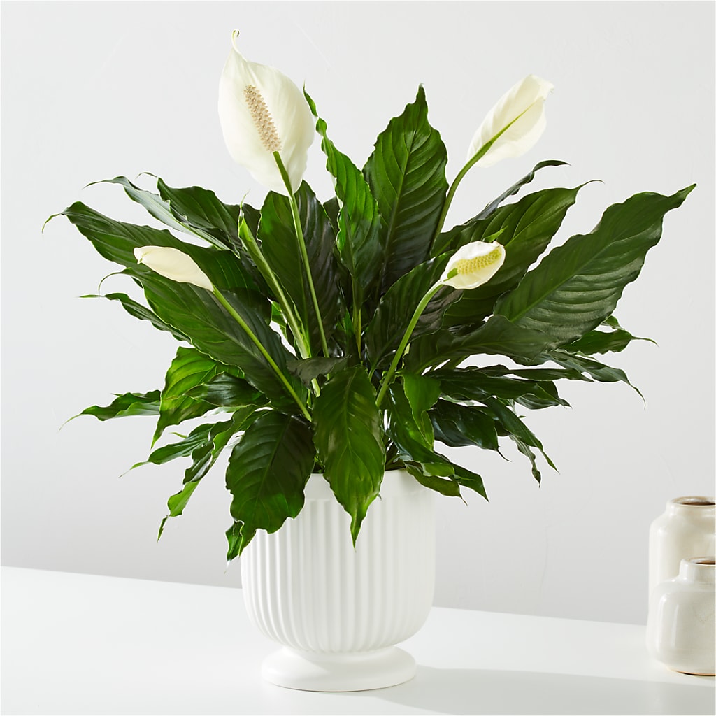 Comfort Planter –  Kennedale Florist, Saginaw TX