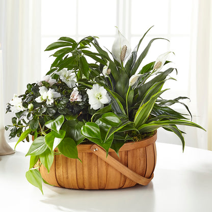 Serene Dishgarden –  Kennedale Florist, Saginaw TX