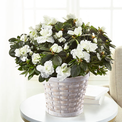 White Azalea Plant –  Kennedale Florist, Saginaw TX