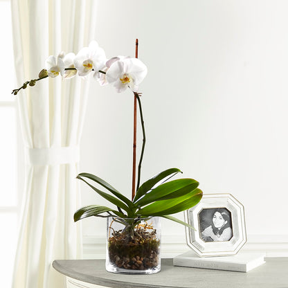 White Orchid Planter –  Kennedale Florist, Saginaw TX